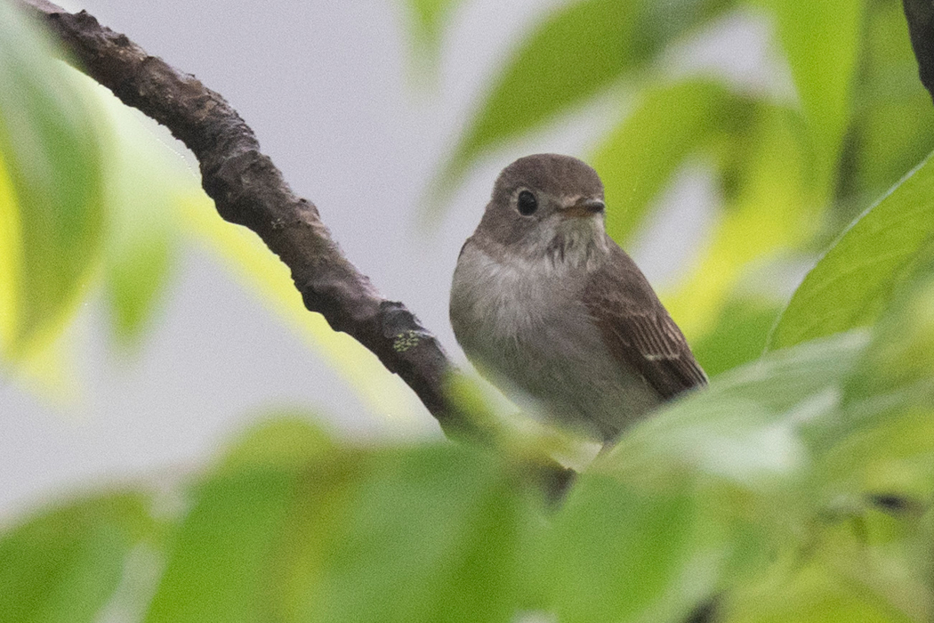 枝の間から見ました。