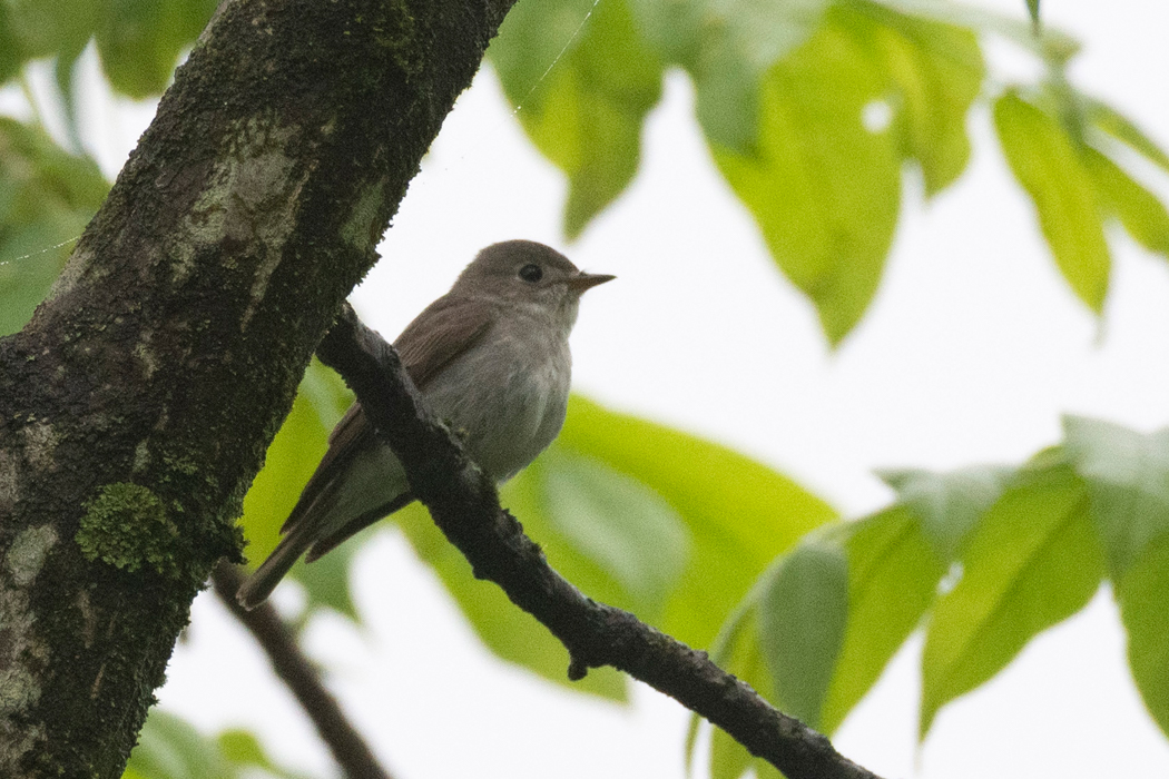 1羽で採餌しているようでした。