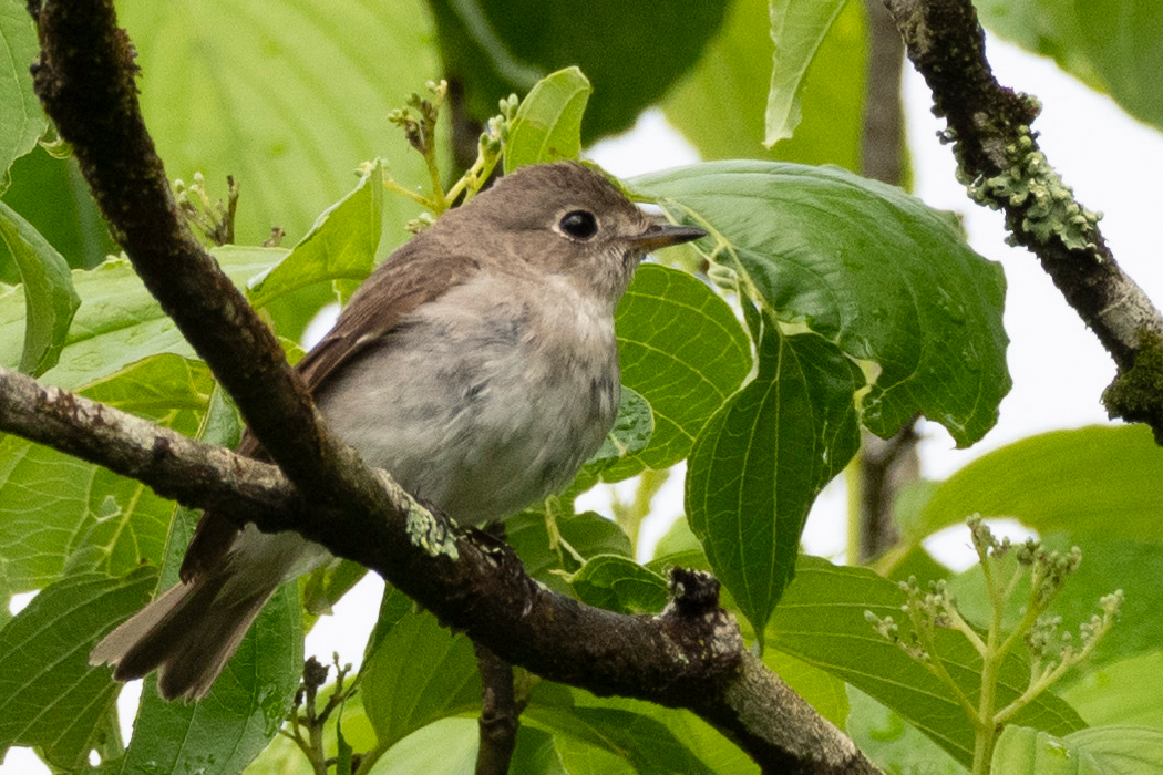 腹が淡いバフ色をしています。