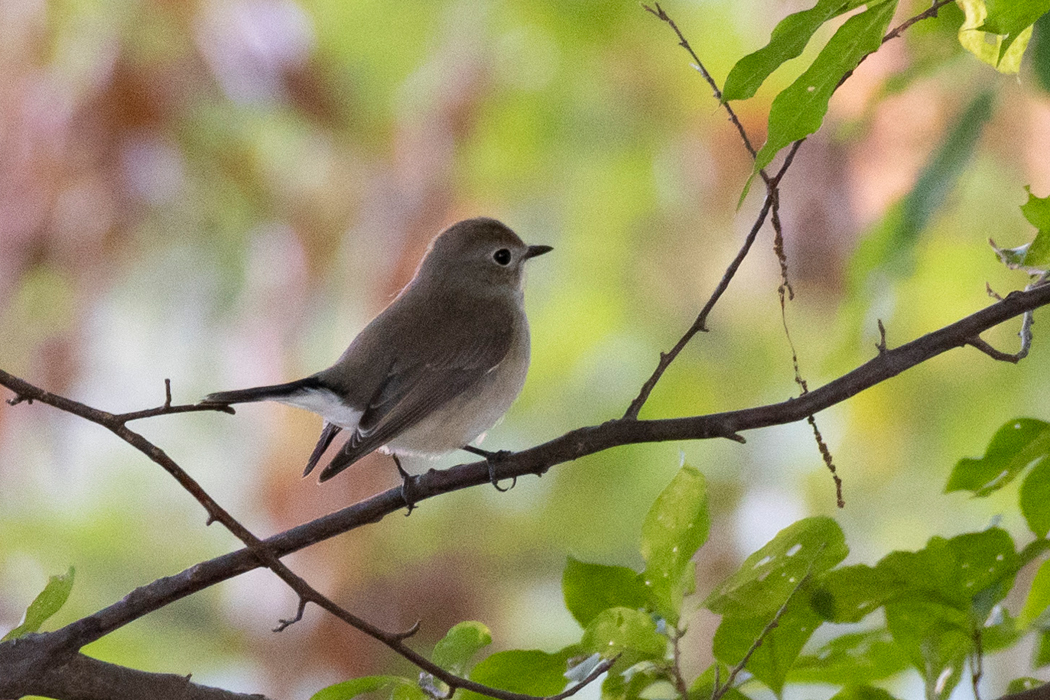 木陰の枝にとまりました。