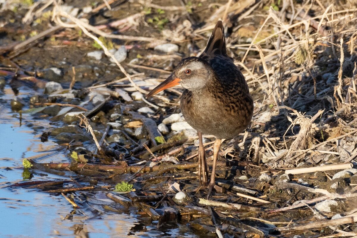 向こう岸で、比較的のんびりと歩いていました。