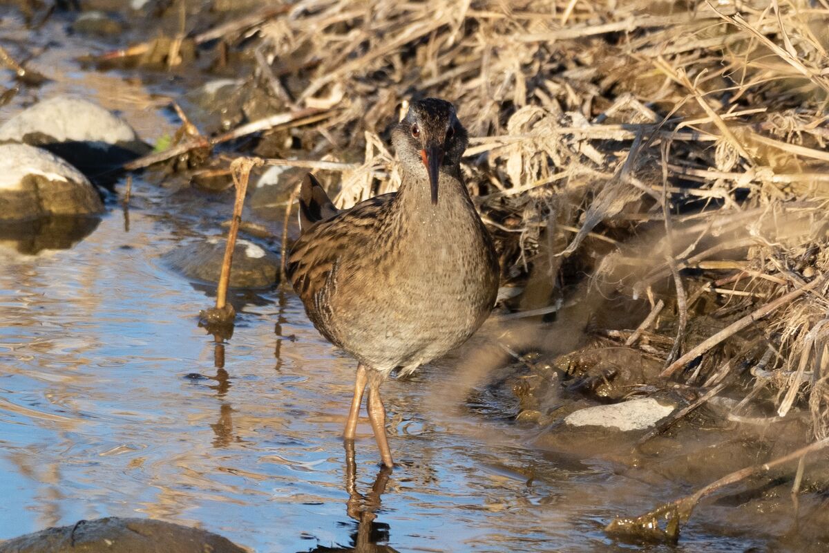正面の顔も見れました。