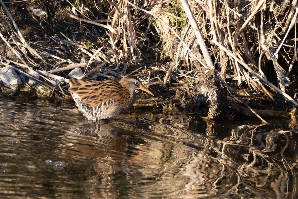 採餌していました。