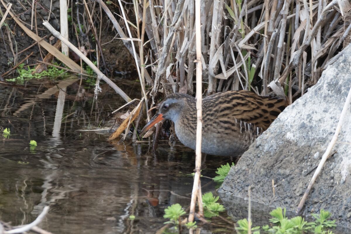 テトラポッドの陰から出てきた、
