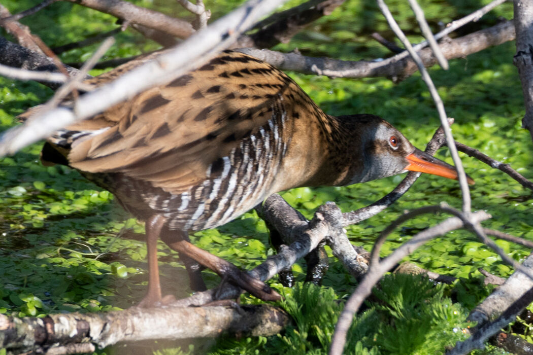 枝の隙間から上空を気にしていました。
