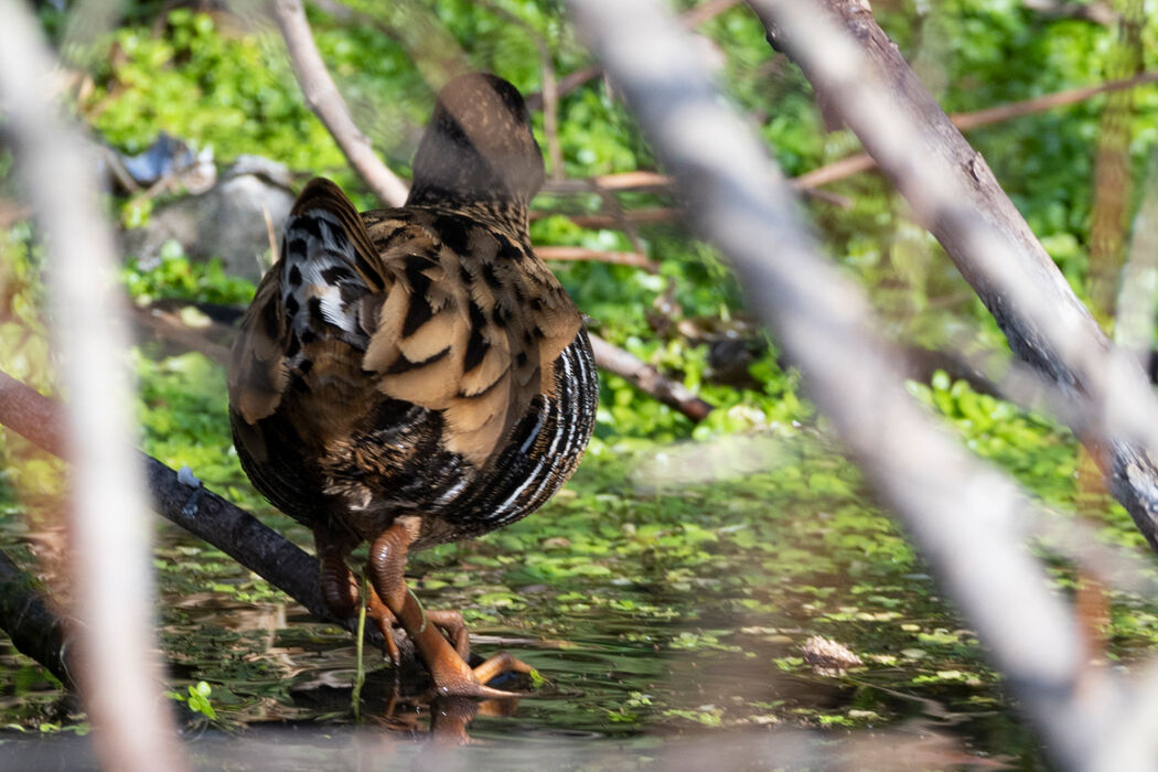 歩き去る後ろ姿です。