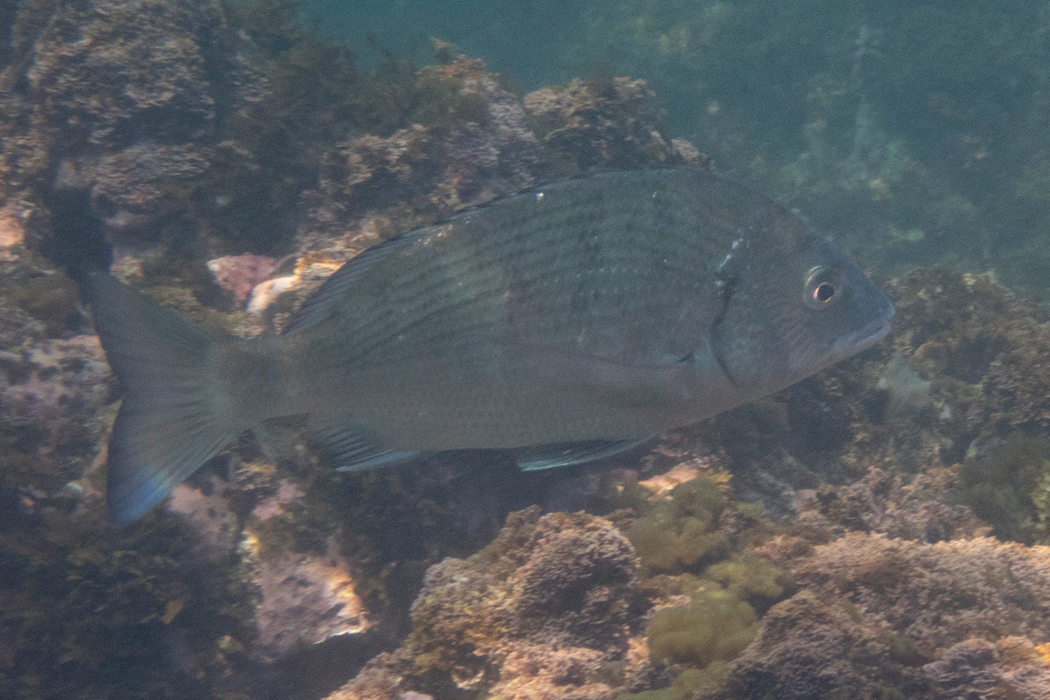 単独で行動していました。