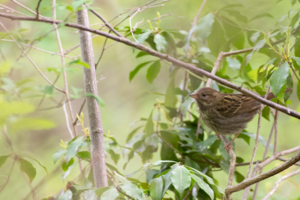 茂みから出てきたメスです。