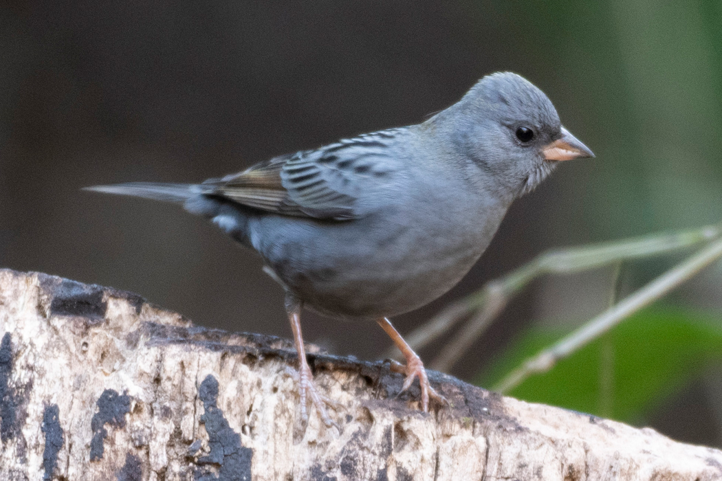 切り株にとまってくれました。