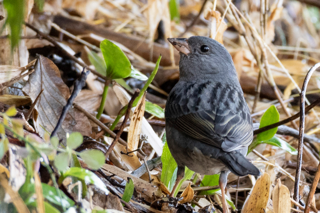薮から出てきました。
