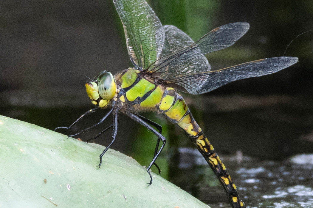 全体的に黄緑色をしています。