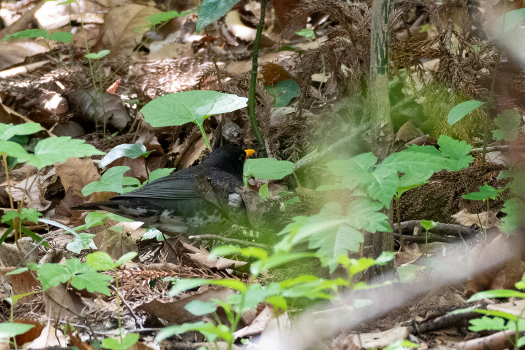 地面で採餌しています。