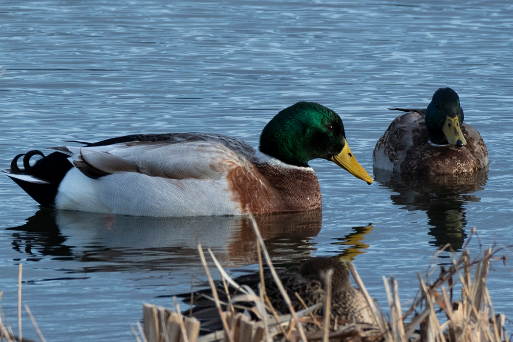 マガモのペアがゆっくり採餌していました。