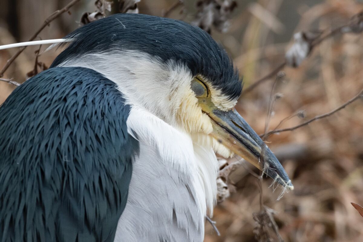 石神井公園の野鳥たち