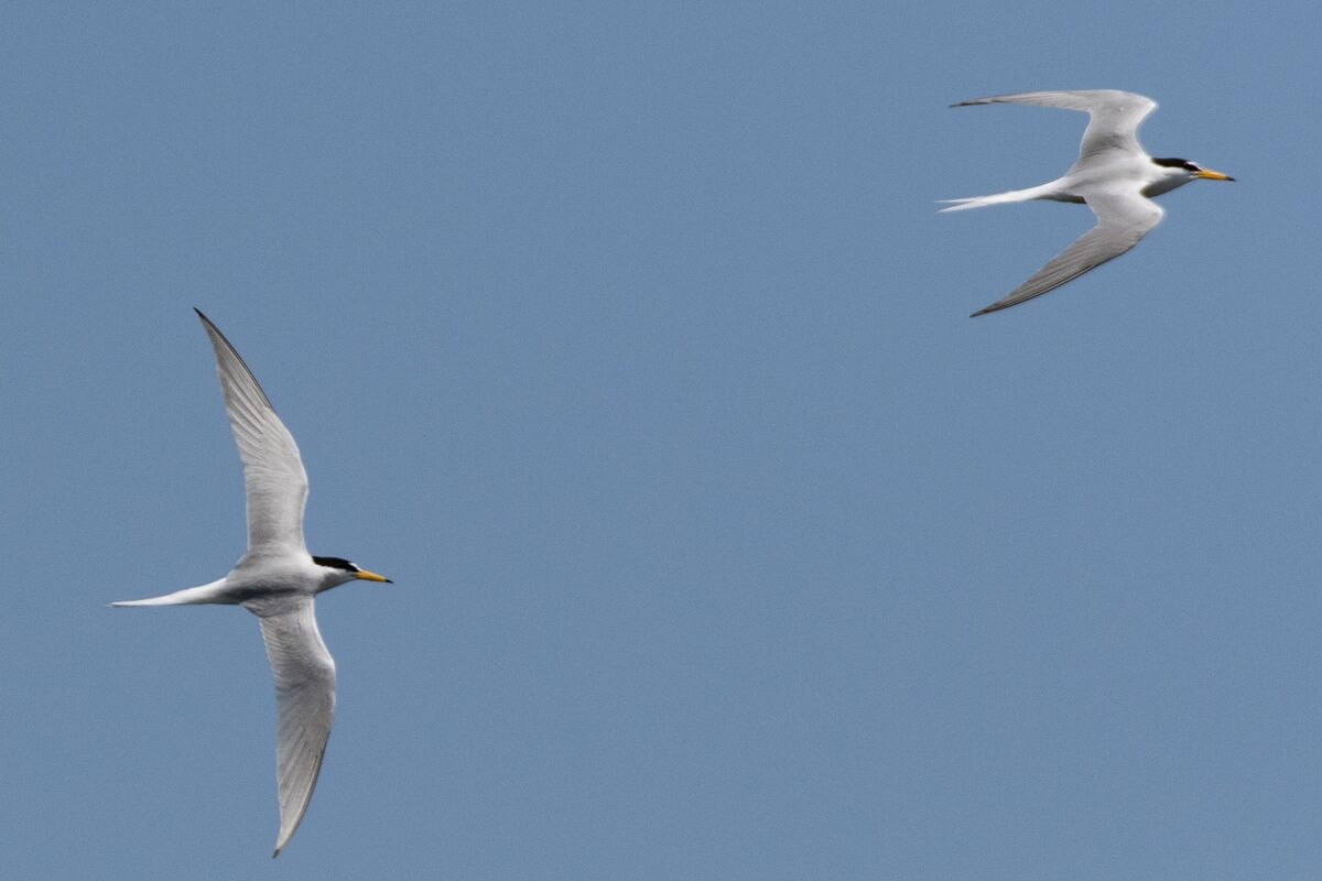 コアジサシのペア