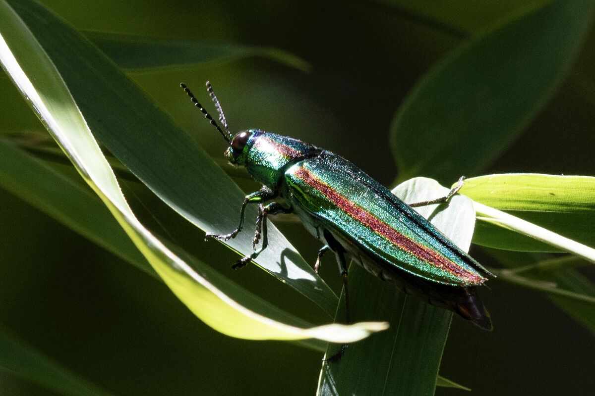 オニグルミの木にタマムシ