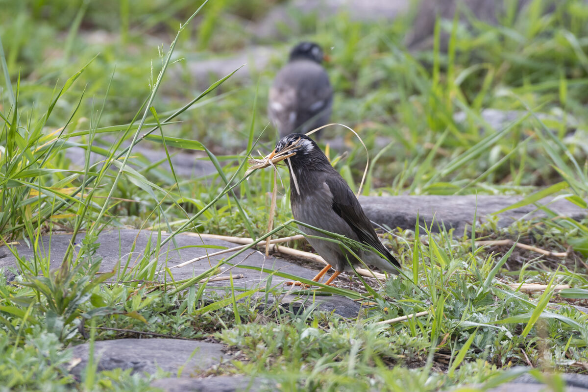 巣材を集めるムクドリ
