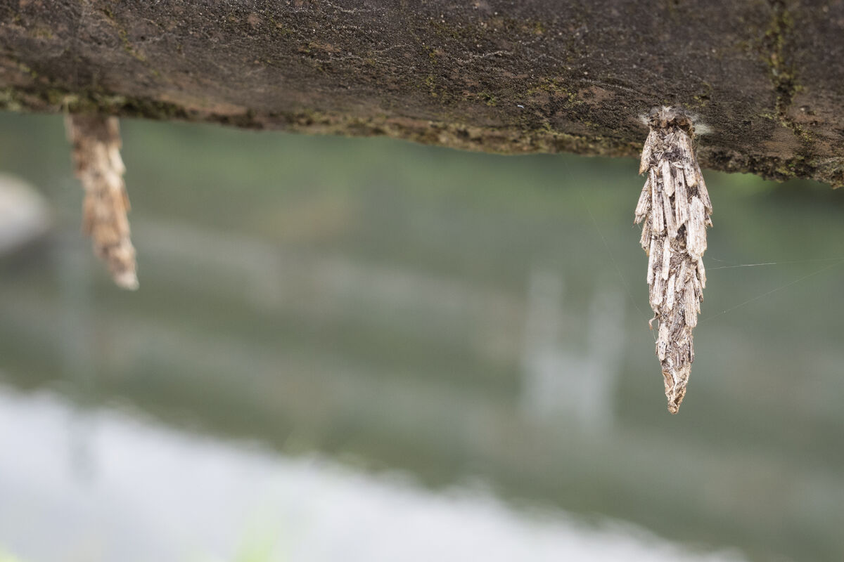 二ヶ領本川のミノムシ