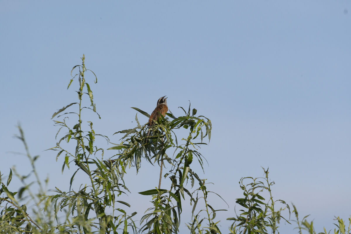チョウとホオジロ