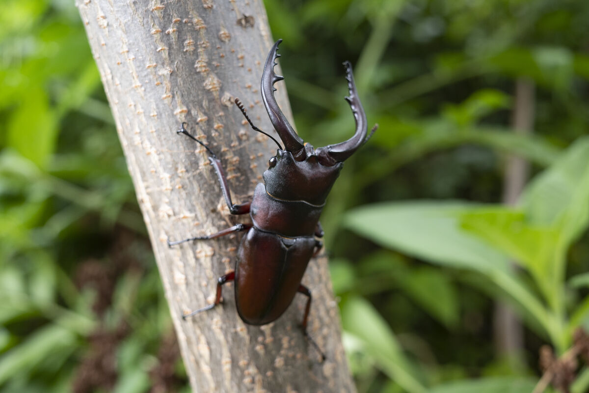 オニグルミの木にノコギリクワガタ