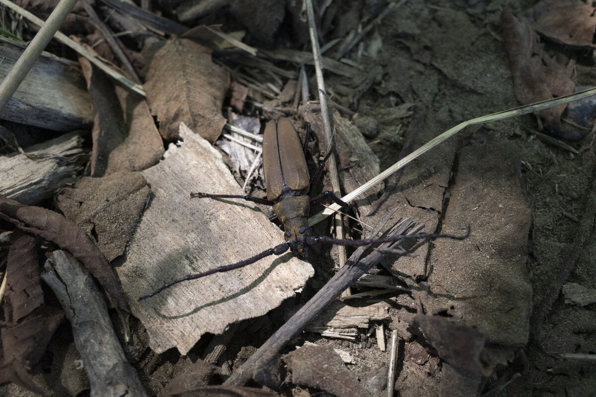 ウスバカミキリ