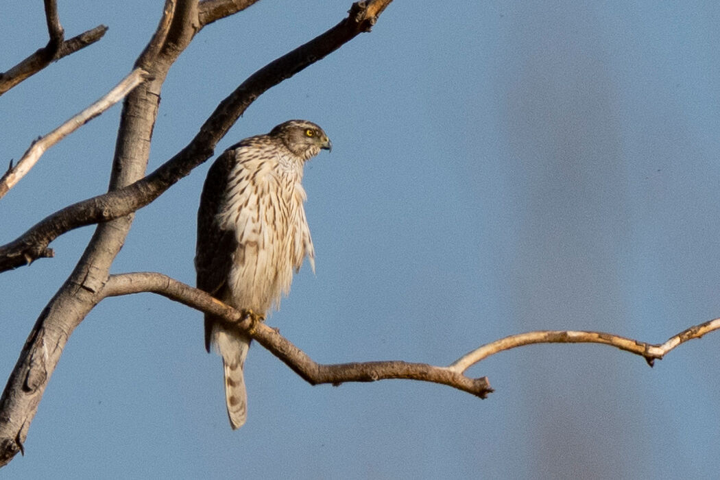 暖かい日の猛禽類｜メイン画像