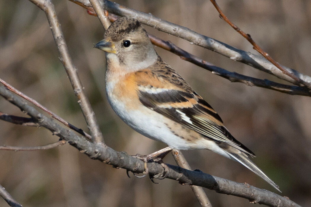 タヌキとアトリ｜メイン画像
