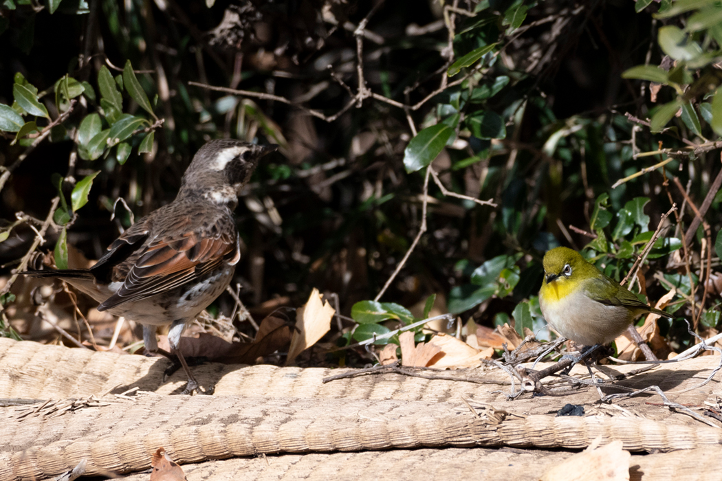 ツグミのことは気にしていないようでした。