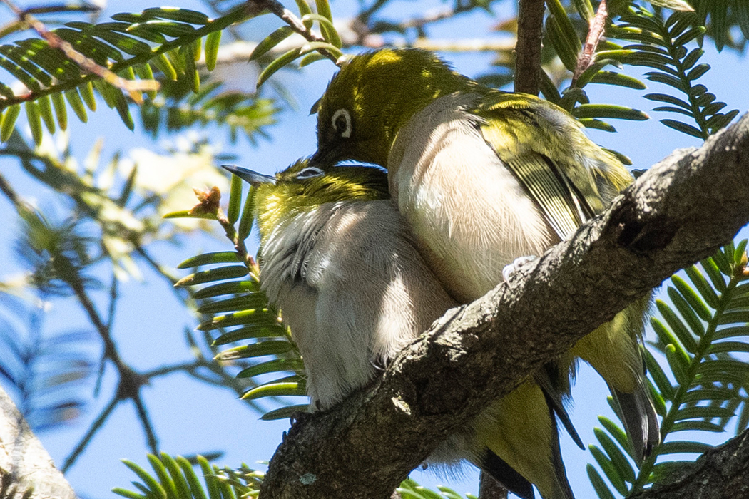 羽繕いをしてあげています。