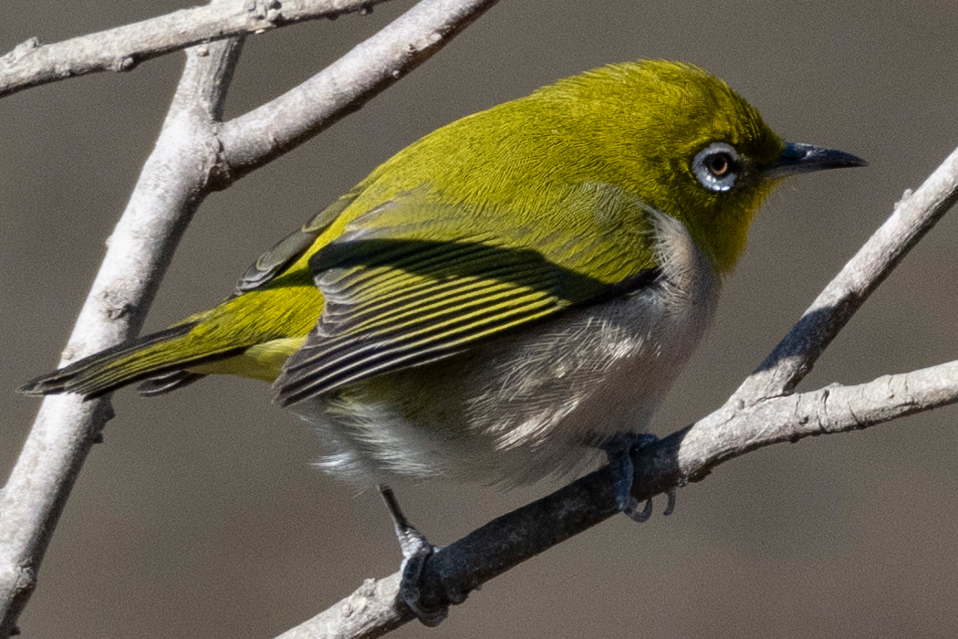 枝から飛び出して少しボバリングしていました。