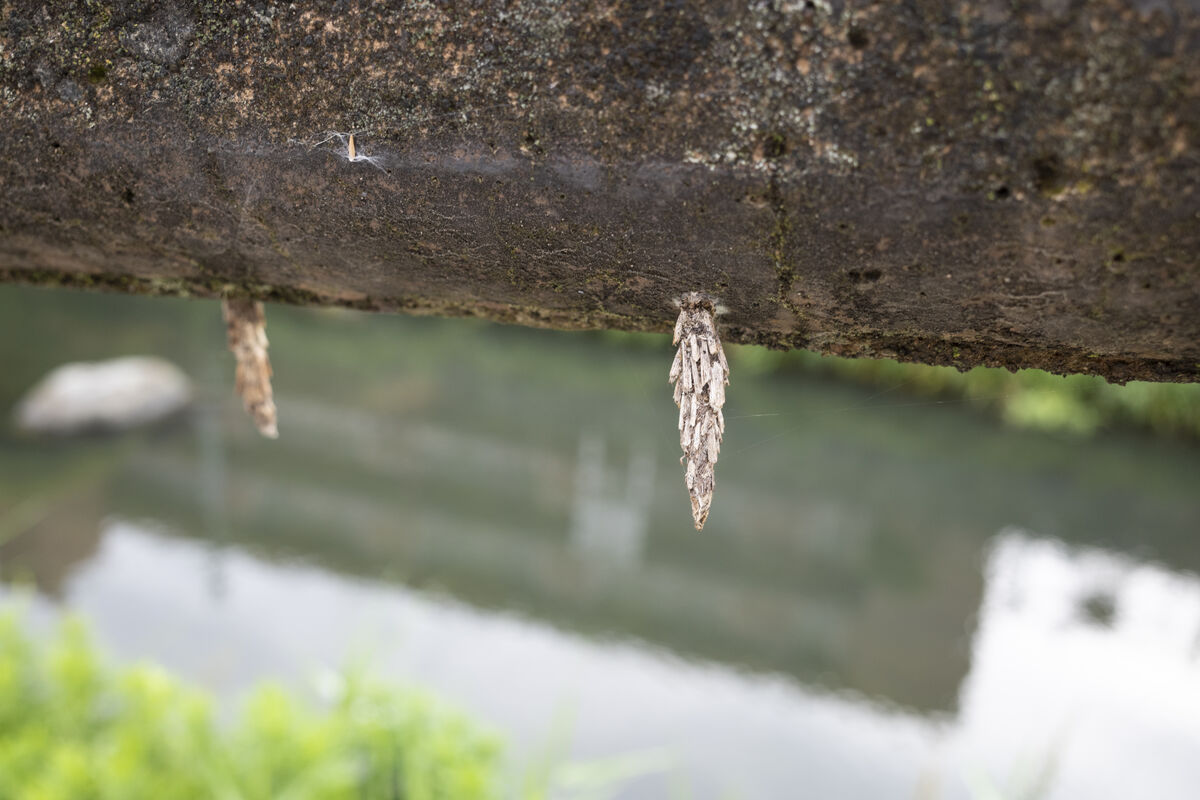 並んでついていました。