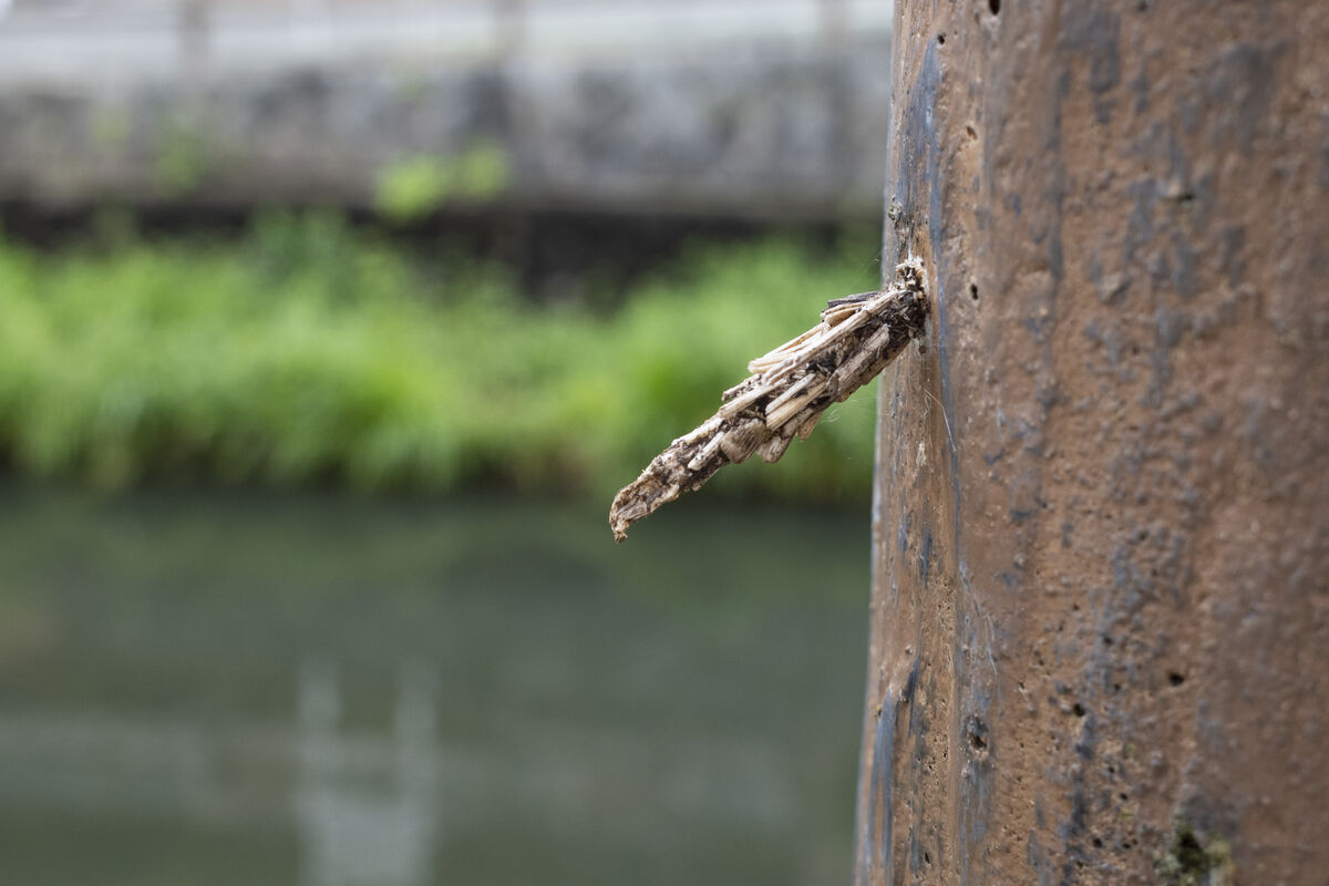 斜めについているものも。