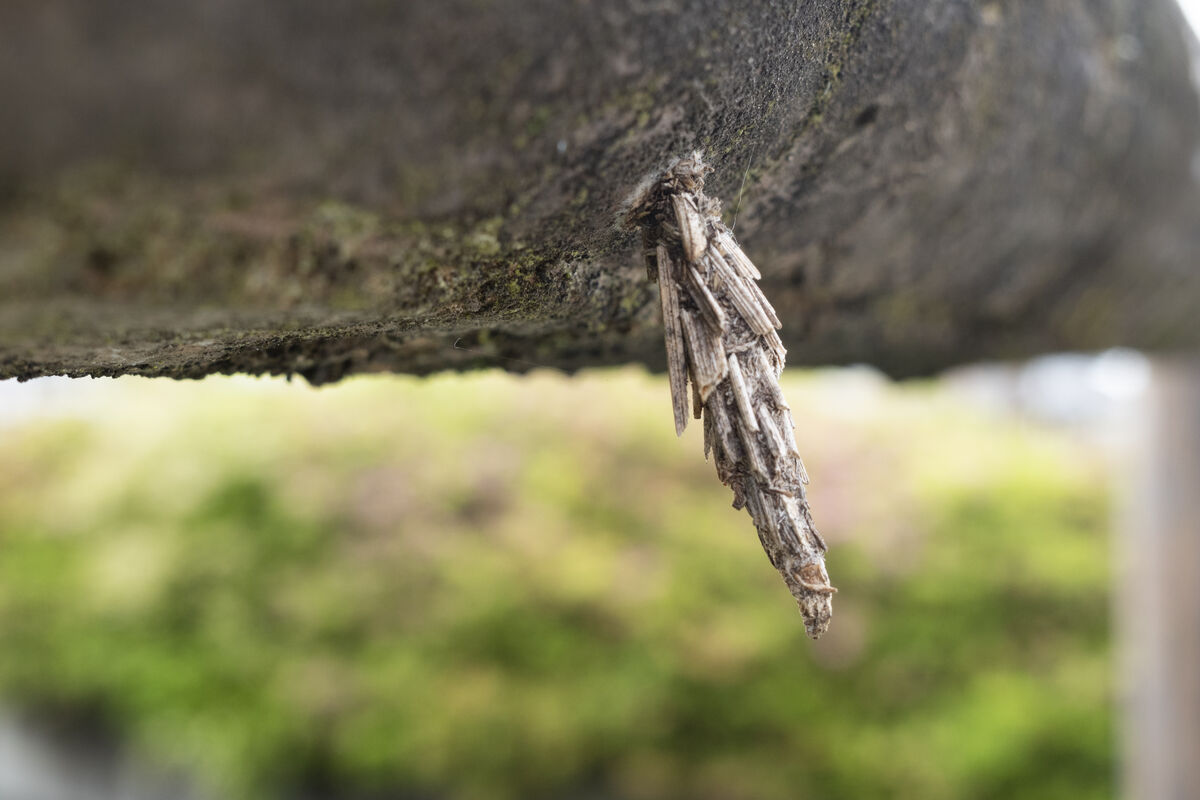 細かな植物の破片がついているようです。