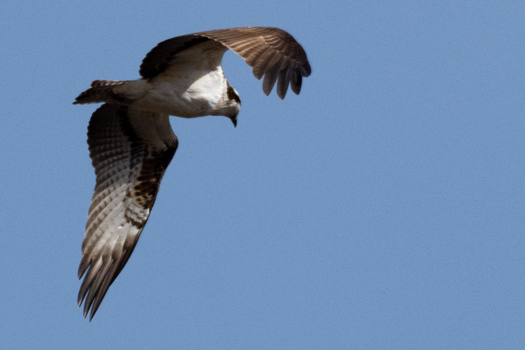 下流に飛んで行きました。
