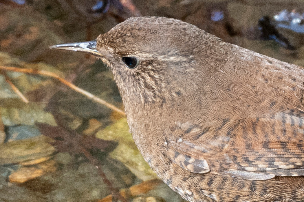 水辺に降りてきました。