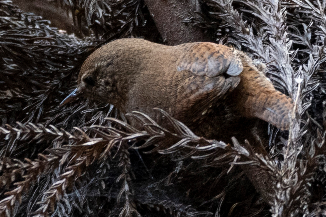 落ち葉に埋もれています。