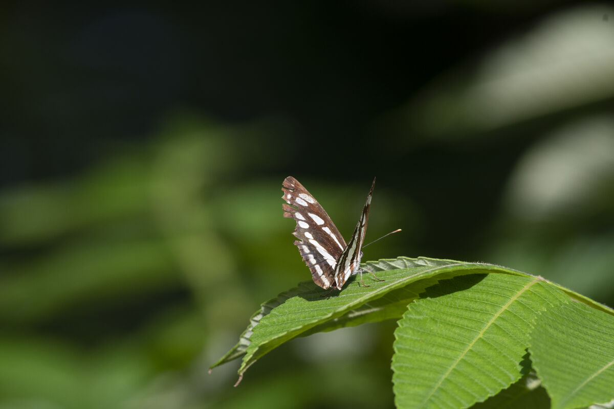 コミスジよりも一回り大きかったです。