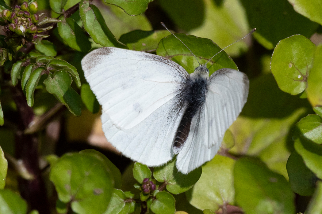 葉にとまりました。