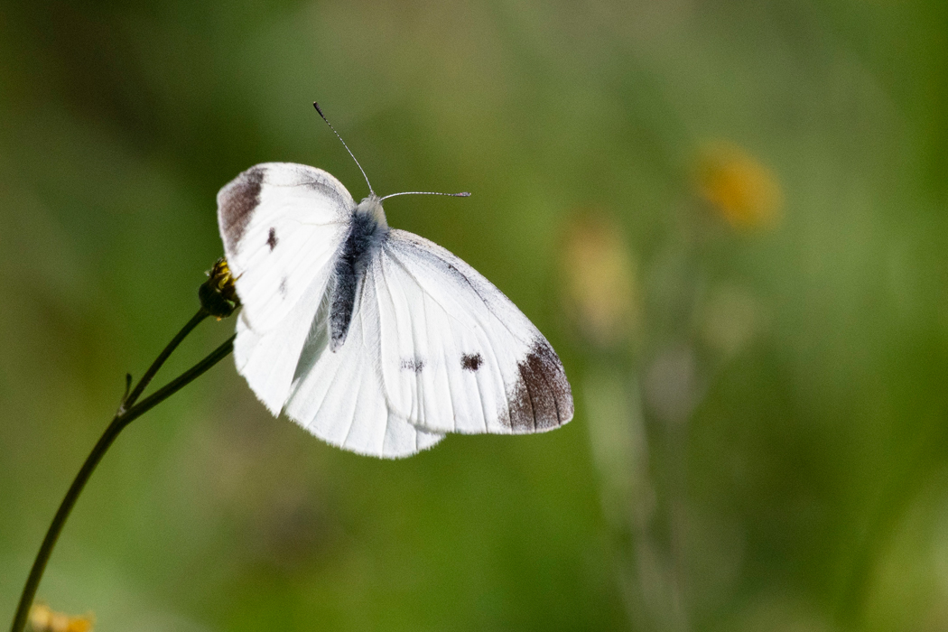 花にとまりました。
