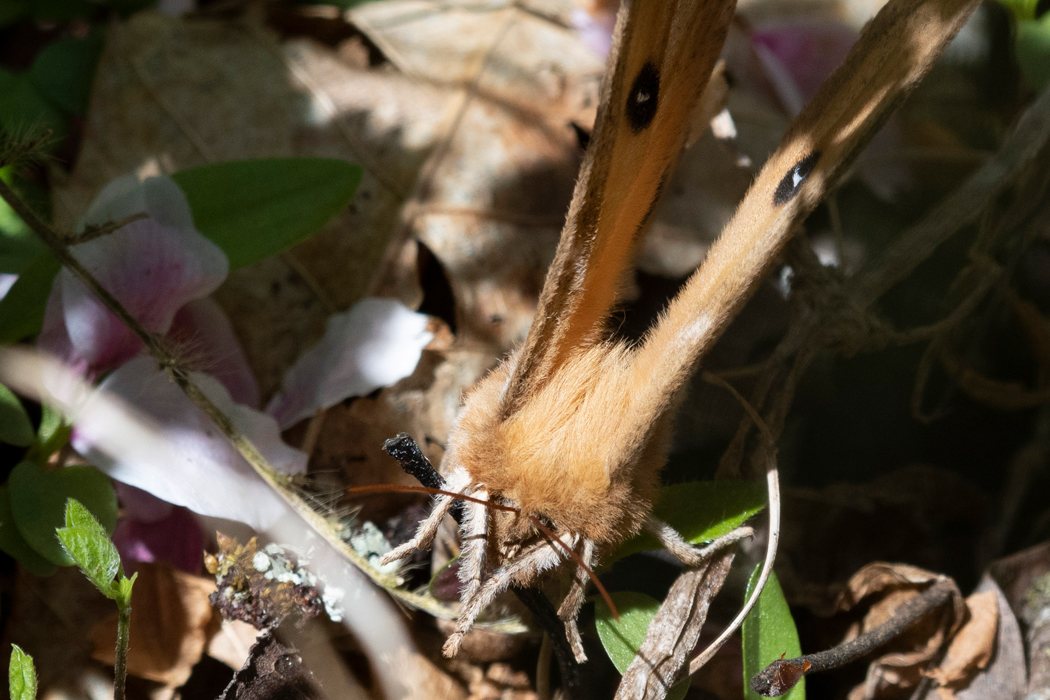 翅に一対の模様をもちます。