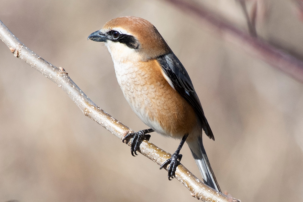 過眼線がはっきりしたオスです。