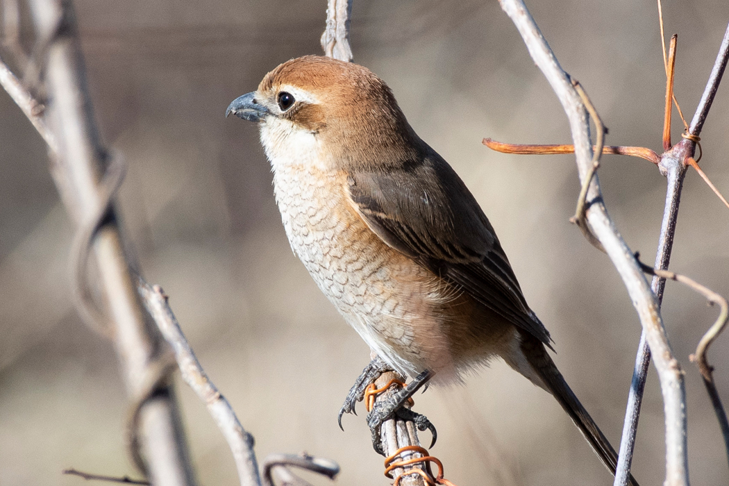 淡い色で少しふっくらしたメスです。
