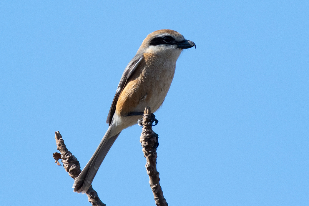 浅川（浅川橋〜長沼橋）
