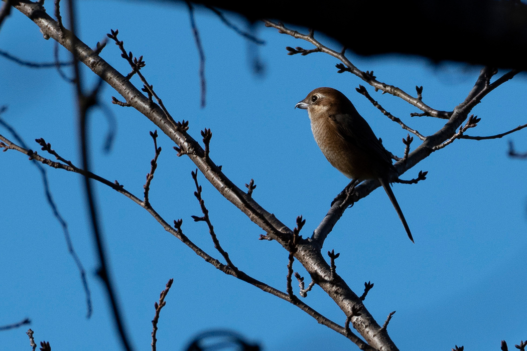 桜の枝にとまったメスです。