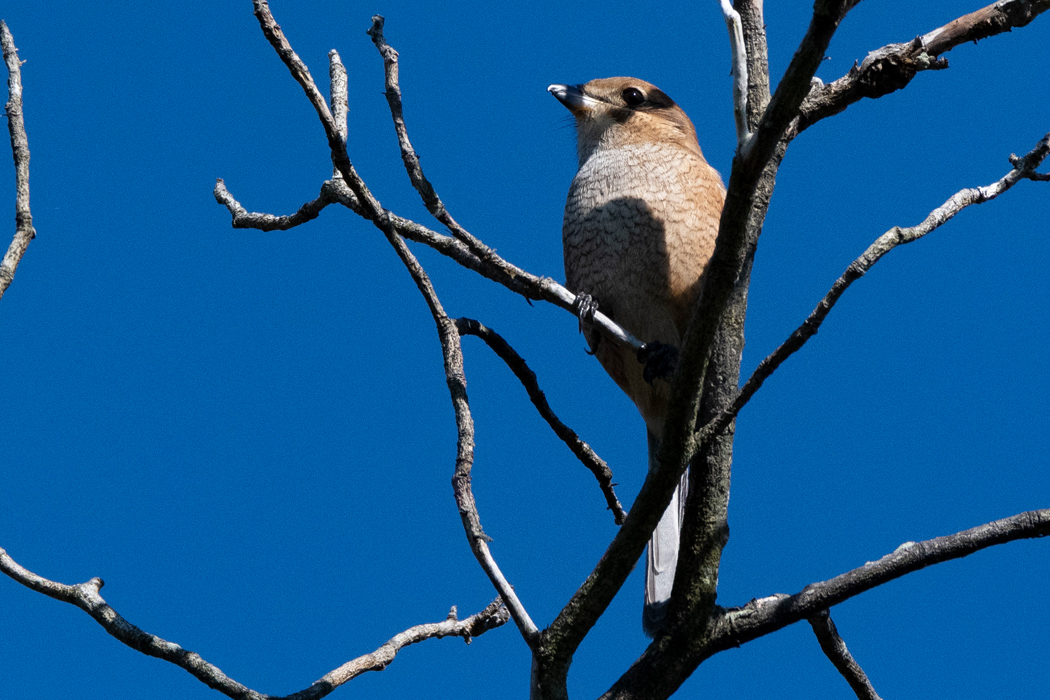 梢からあたりを警戒していました。