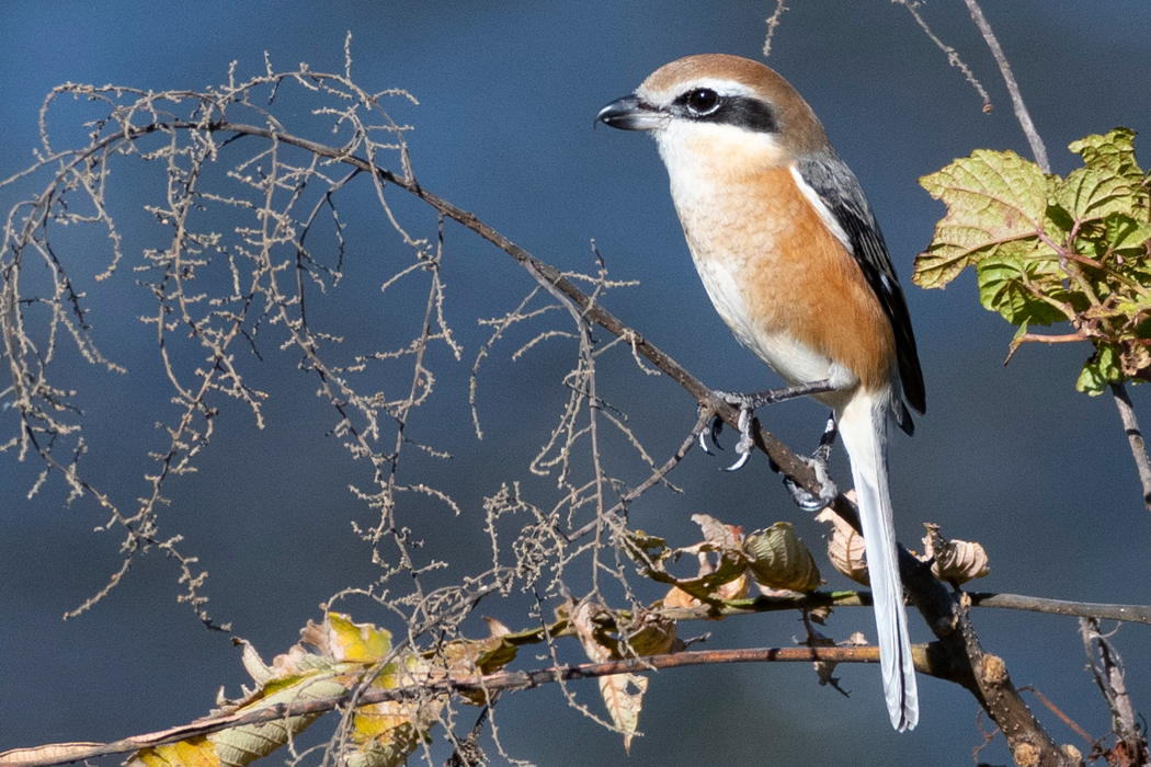 黒い過眼線がはっきりしています。