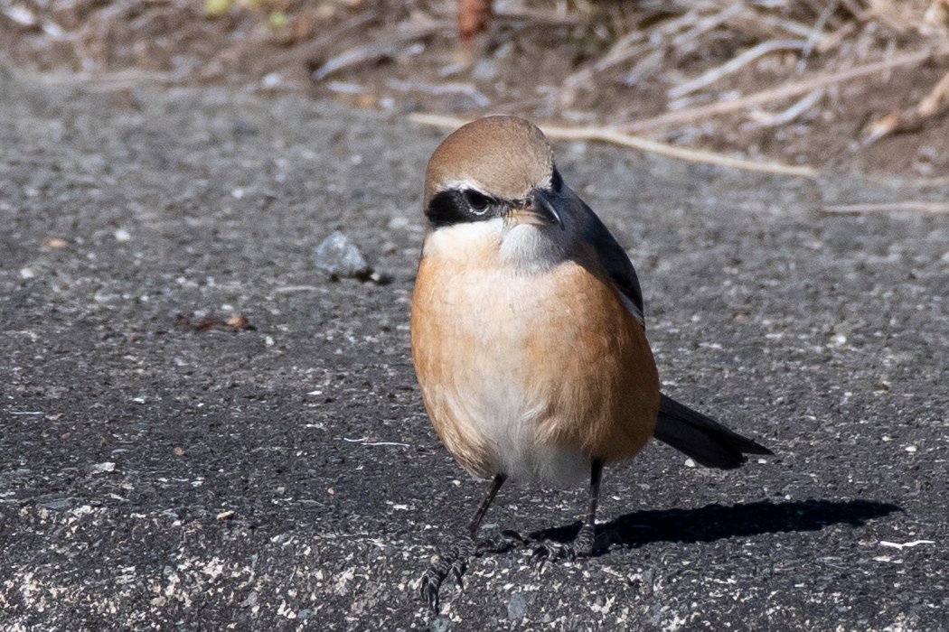 イソヒヨドリと小競り合いをしていました。