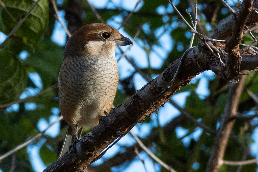 横枝にとまりました。