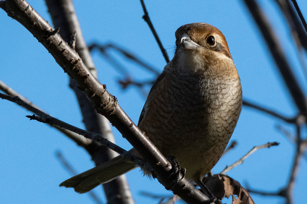 朝日を浴びています。