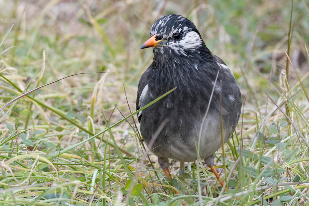 数羽で餌をとっていました。
